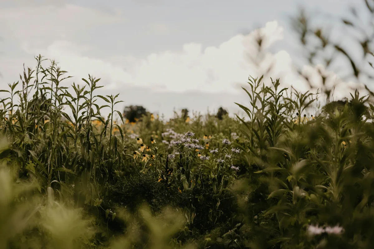 natuurlijk tuinontwerp met bloemen in extensief grasland