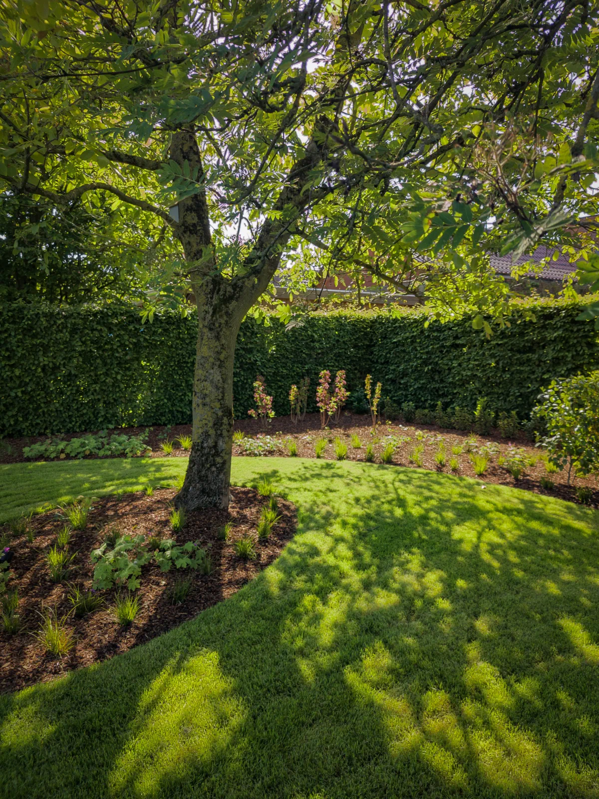 moderne schaduwtuin met notelaar en golvende plantvakken met schaduwplanten, gerealiseerd in Sint-Niklaas